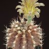 Gymnocalycium_mihanovichii_1